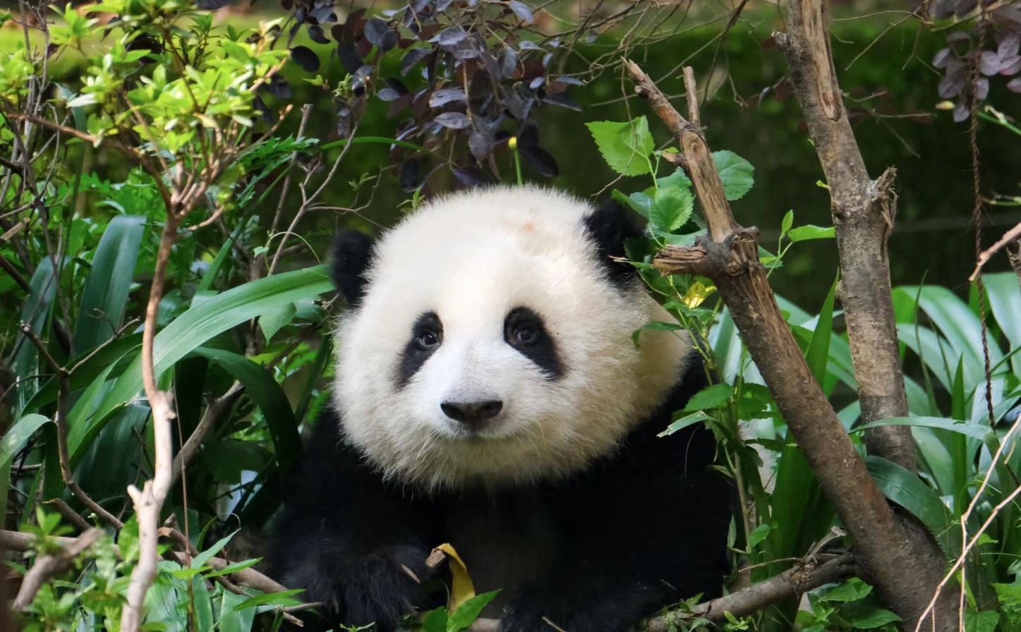 洛阳至成都游览指南洛阳至成都游览指南 宝鸡到成都游览